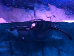 -暹罗海洋世界
