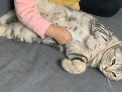 -瑞派·关忠动物医院·异宠专科·犬猫肿瘤·皮肤专科(望京店)