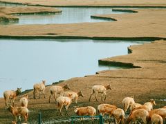 -溱湖国家湿地公园