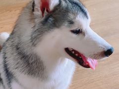 -Husky Go! 哈士奇体验馆·宠物咖啡厅狗咖