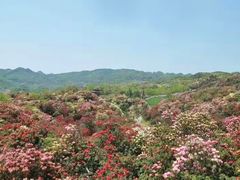 -贵州百里杜鹃风景名胜区