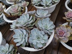 -广东花都香草世界旅游度假区