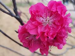 -南国桃园旅游度假区