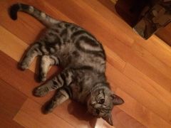 iphone_upload_pic-Bastet sally猫舍购宠(静安店)