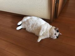 -延边烧烤铁锅炖(万科店)