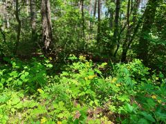 -帽儿山国家森林公园