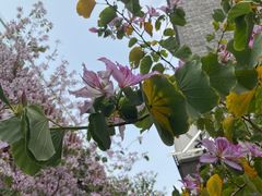 -天适樱花悠乐园