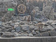 -合肥野生动物园