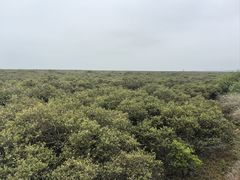 -北海金海湾红树林生态旅游区