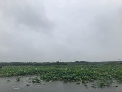 -荷塘月色湿地公园·向阳花洲