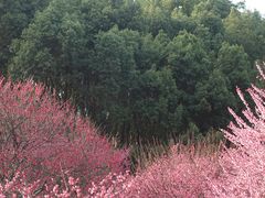 -重庆彩云湖湿地公园