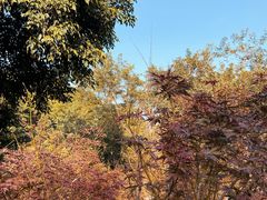 -广州市帽峰山景区
