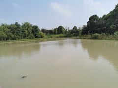 -中国扬子鳄村