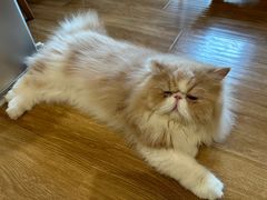 -滚猫咖啡·猫咖·猫友好撸猫(未来城店)