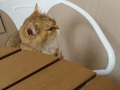 -唐小姐の私宠·宠物洗护美容·撸猫馆·购宠(周浦万达旗舰店)