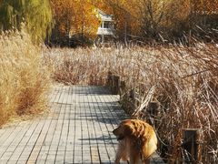 -马家湾湿地公园