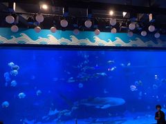 -烟台海昌鲸鲨海洋公园