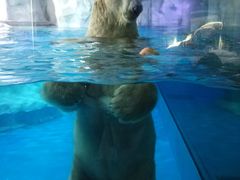 -芜湖新华联大白鲸海洋公园