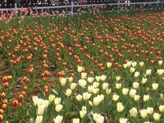 iphone_upload_pic-锦屏公园