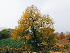 -塔川景区