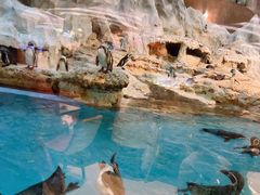 -帝企鹅自助餐厅•儿童岛•真企鹅(长隆企鹅酒店)