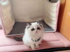 -Bastet sally猫舍购宠(静安店)