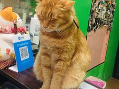 -李小姐の猫咖啡馆(五角场店)