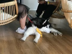 -Husky Go! 哈士奇体验馆·宠物咖啡厅狗咖