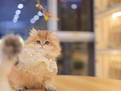 -柚子猫舍·精品猫舍购猫·猫咪认养·购宠·宠物店