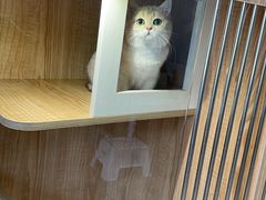-老吴的猫·猫舍(新区店)