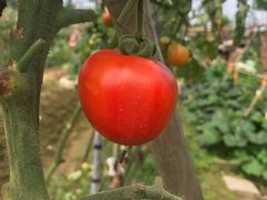 -思远客家菜馆(巴伐利亚店)