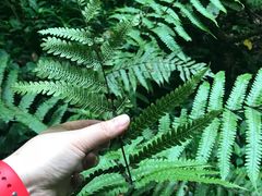 -怀托摩萤火虫洞