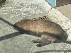 -大连森林动物园