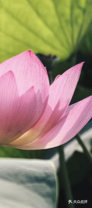 莲花池公园图片