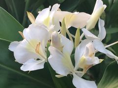 -杭州植物园