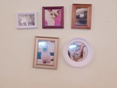 -猫色咖啡·猫咖