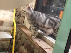 -猫咪博物馆(顶澳仔猫街店)