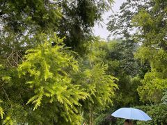 -张坝桂圆林公园