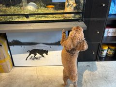 -百好乐宠物友好餐厅(朝外大街店)