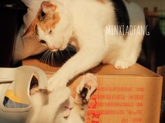 -福州肆爪动物医院