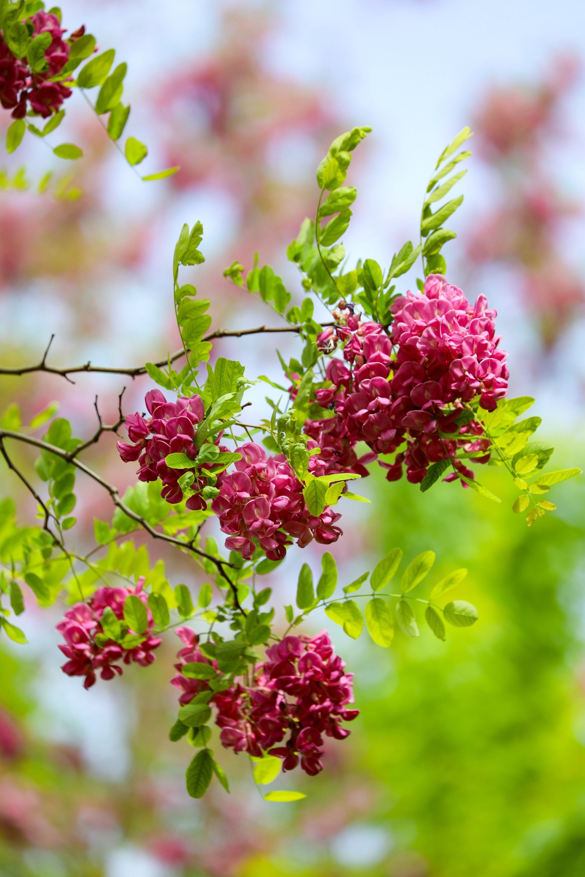 25实拍📷二环内的宝藏公园,绣球花开爆