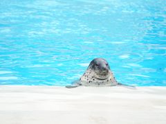 -上海海昌海洋公园