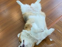 -汪说·狗咖·拼豆·宠物周边DIY(旺城大厦店)