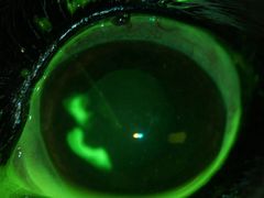 -爱侣宠医·鹦鹉专科·小型哺乳类·异宠专科(灵石路店)