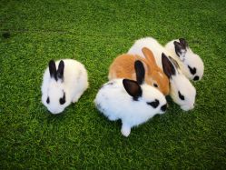 -萌宠亲子动物乐园(槐房万达店)