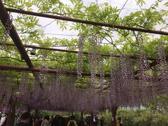 -嘉定紫藤园