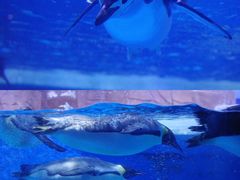 -海合安成都极地海洋公园