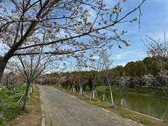 -上海海湾国家森林公园