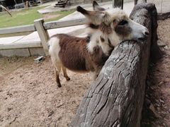 -清迈夜间动物园