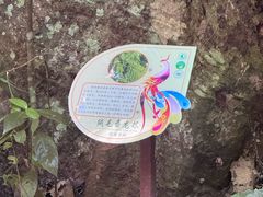 -西双版纳原始森林公园
